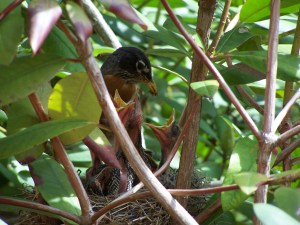 Lessons from A Robin's Nest