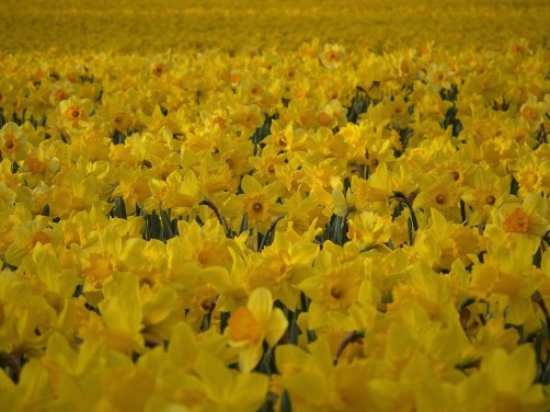 daffodils